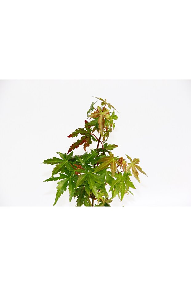 JAPON AKÇAAĞACI ACER PALMATUM 10 ADET - 5