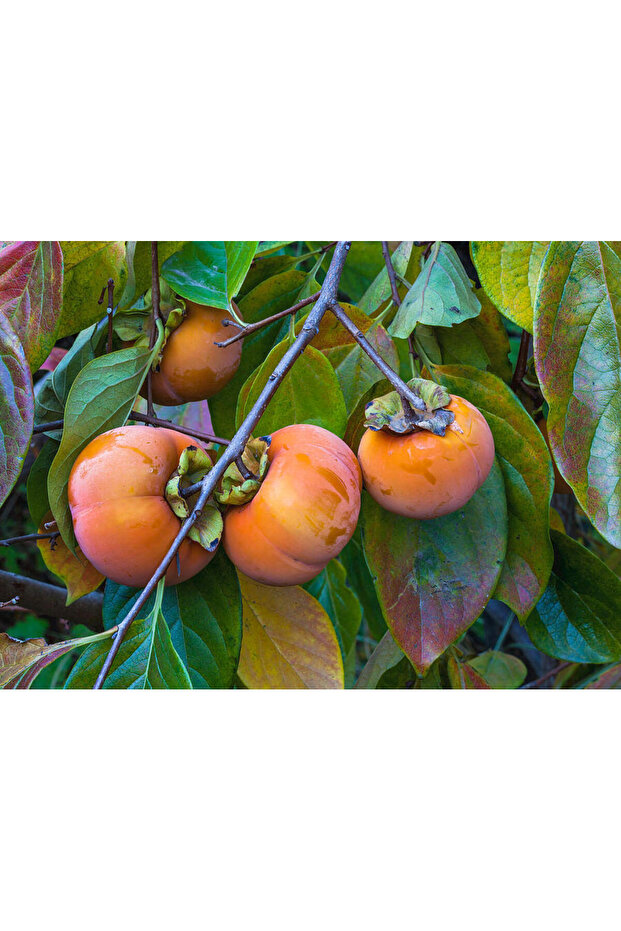 Hachiya Trabzon Hurması Fidanı ( Cennet Meyvesi) 3 Yaş Tüplü ve Aşılı - 3