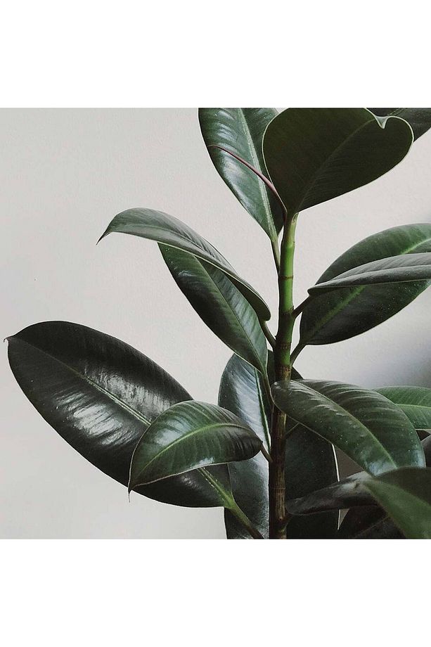 Kauçuk Bitkisi Ficus Elastica - 3