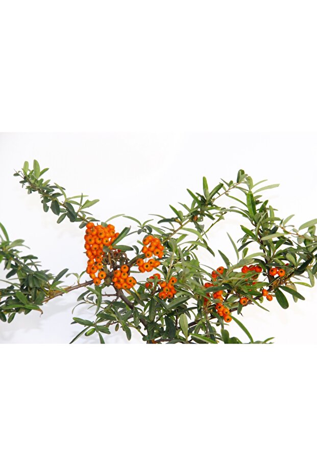 Bonsai Ateş Dikeni - 5