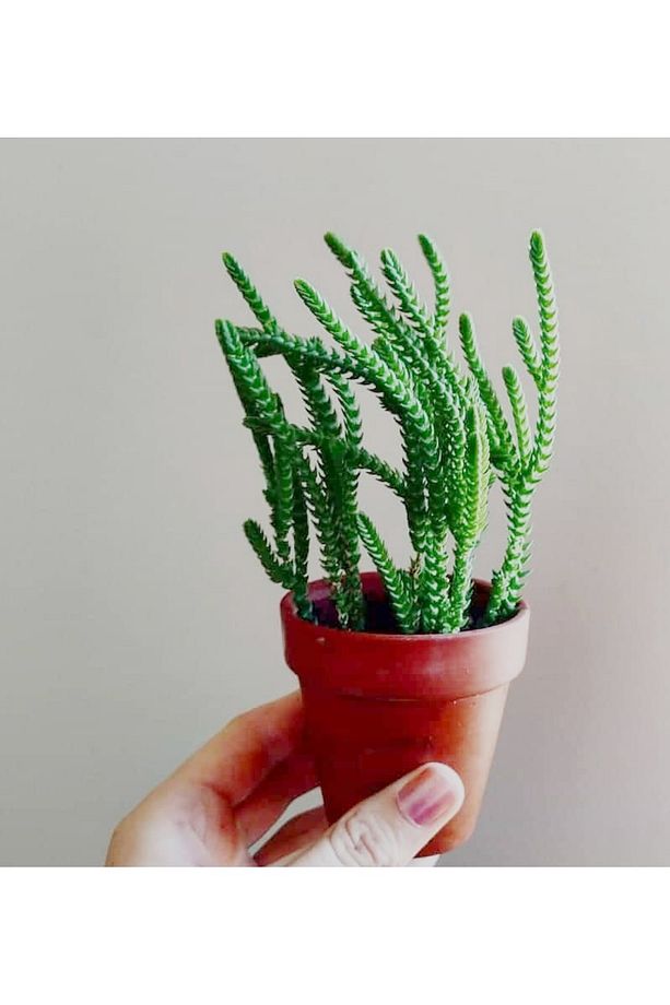 Prenses Çami Crassula Muscosa 45 Adet - 1