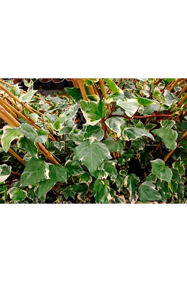 Hedera Sarmaşık - 1.5 Metre Sarılıcı Bitki - 6
