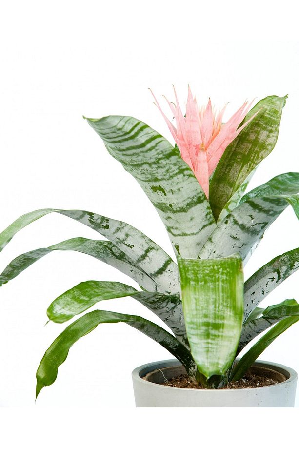 Eşmeya – Kupa Çiçeği (aechmea) - 2