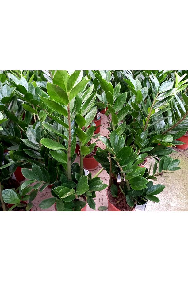 Zamia Bitkisi / Zeze Çiçeği 3 Adet Hediyelik - 7