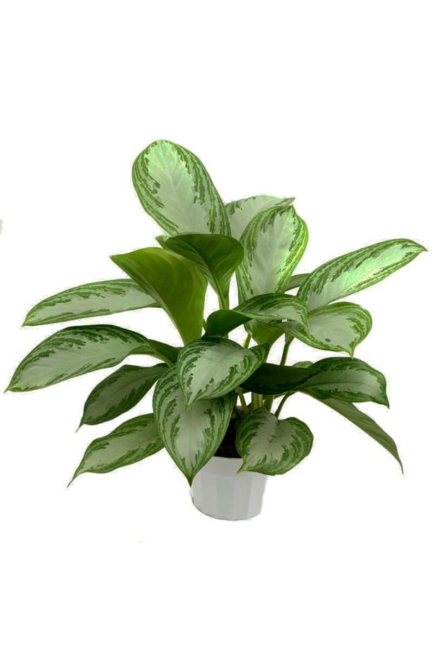 Aglonema Silver - Çin Herdemyeşili - 1