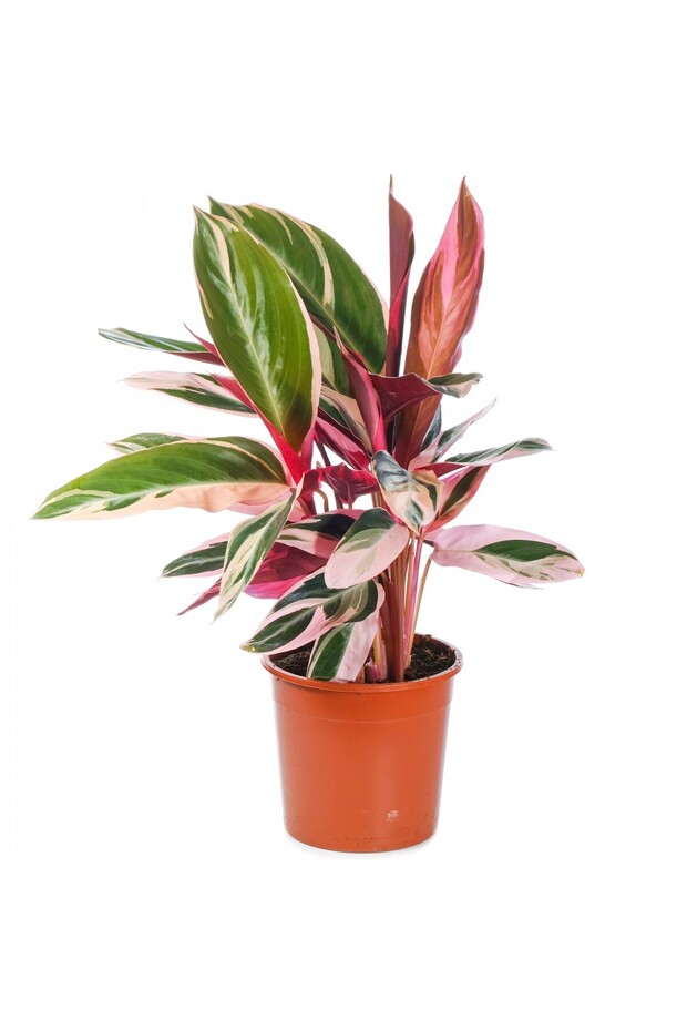 Üç Renkli Kaletya (calathea Triostar) - 1