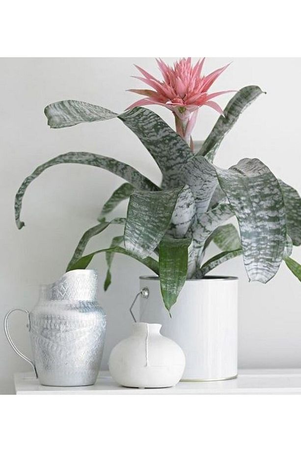 Eşmeya – Kupa Çiçeği (aechmea) - 1