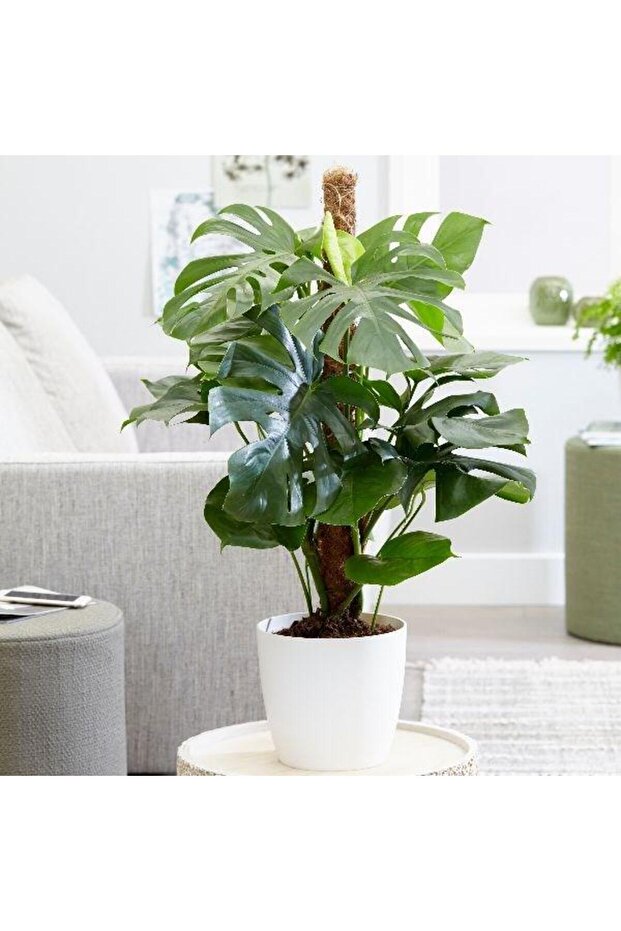 Deve Tabanı Monstera 2 Adet - Hediyelik Ev Ofis Bitkisi - 4