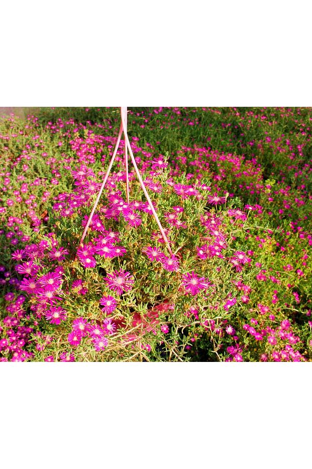 Acem Halısı - Pembe Askılı Saksıda Hediyelik - 7