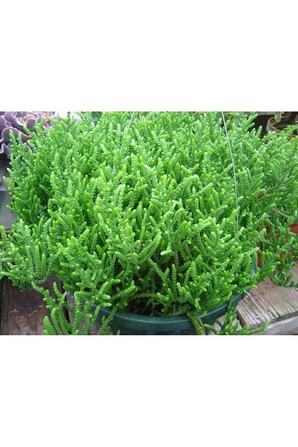 Prenses Çami Crassula Muscosa 45 Adet - 2