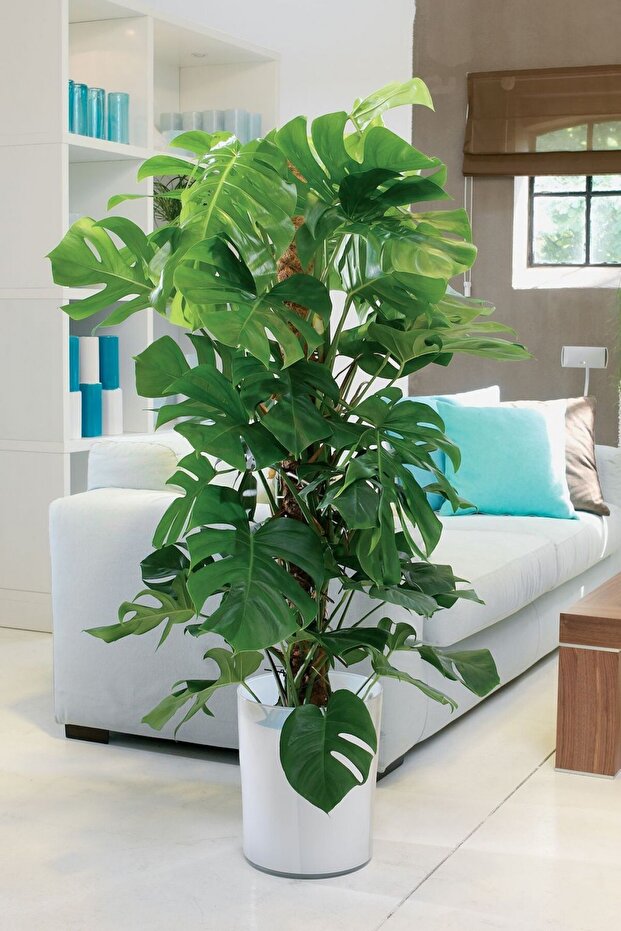 Monstera - Deve Tabanı 80-100 Cm - 1
