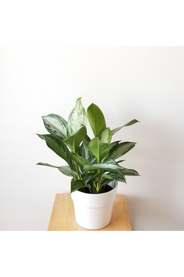 Aglonema Silver - Çin Herdemyeşili - 3