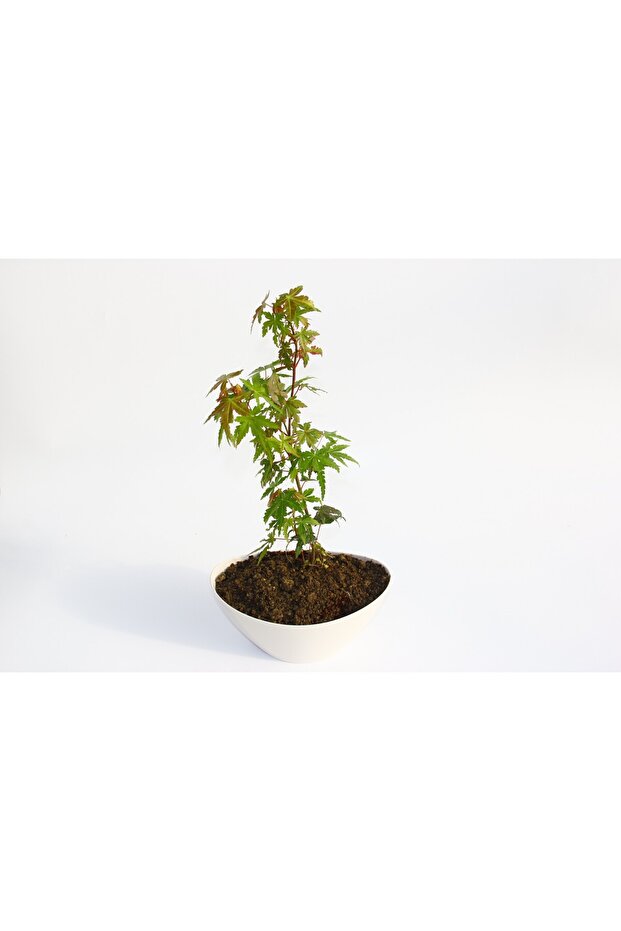 Bonsai Japon Akçaağacı Hediyelik 2 Adet - 4