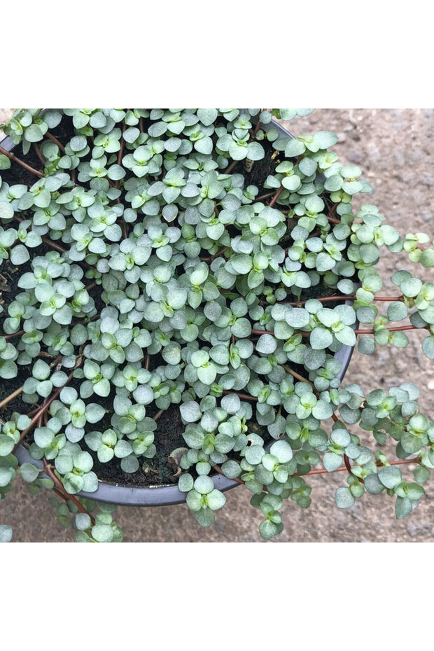 Pilea Glauca 3 Adet - Dostluk Çiçeği - 6