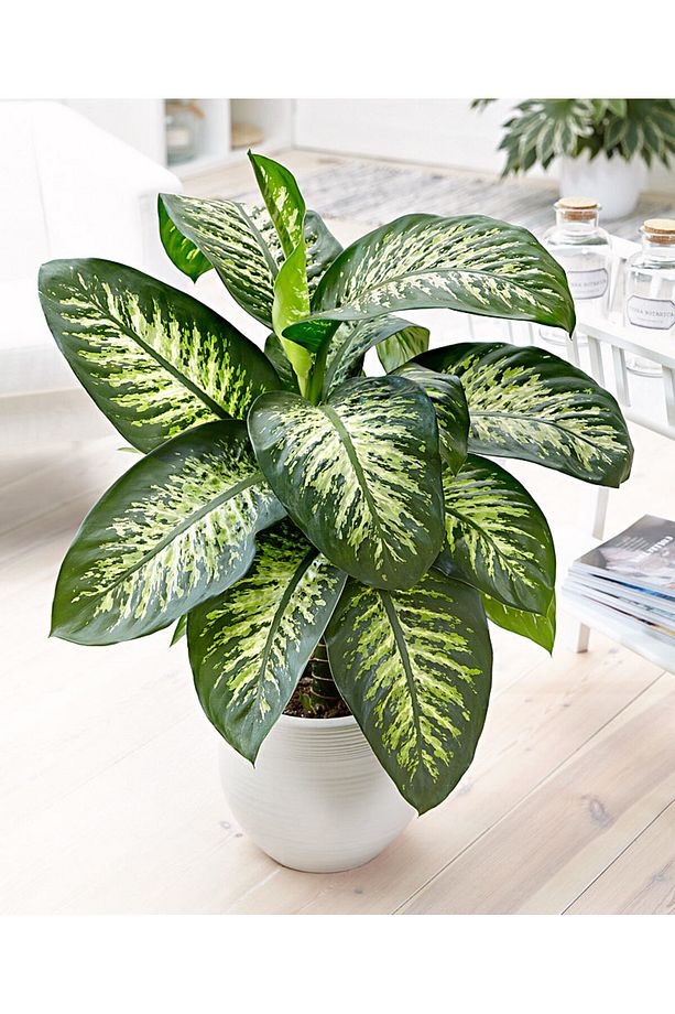 Difenbahya Salon Ve Ofis Bitkisi 5 Adet Hediyelik 30-40 Cm - 1