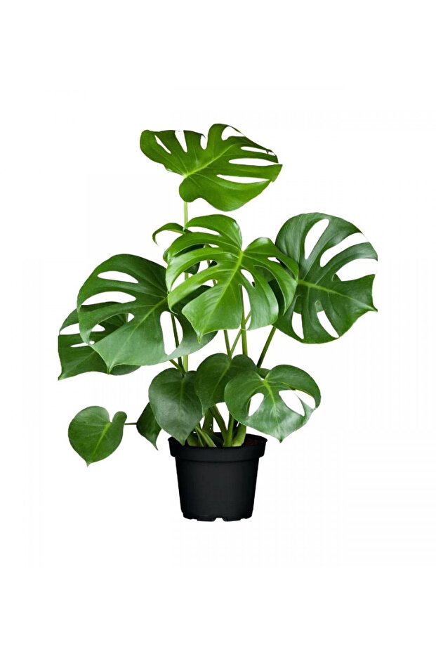 Deve Tabanı Monstera 2 Adet - Hediyelik Ev Ofis Bitkisi - 1