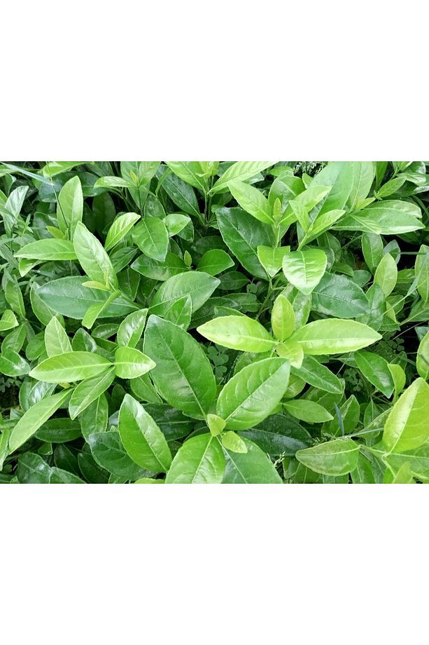 Kartopu Lucidum 10 Adet 30-40 Cm Çit Bitkisi - 4