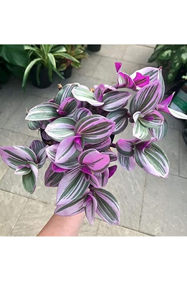 Pilea & Pembe Telgraf(NANOUK) & Delkli Deva Tabanı(MONSTERA ADONSİİ) - 2