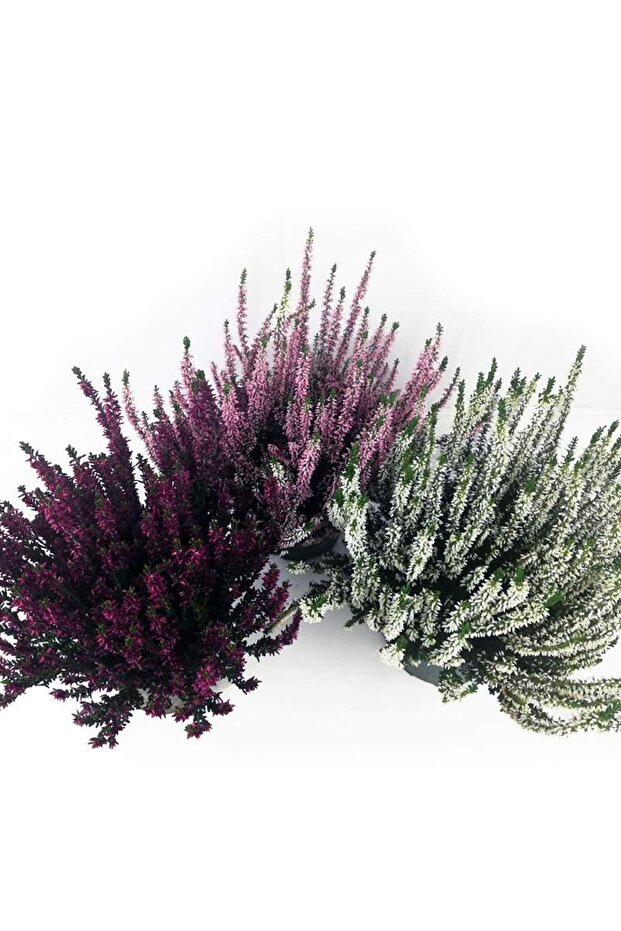 Erika (Funda) Çiçeği – Erica Carnea - 3 Adet Saksılı Karışık Renklerde - 2