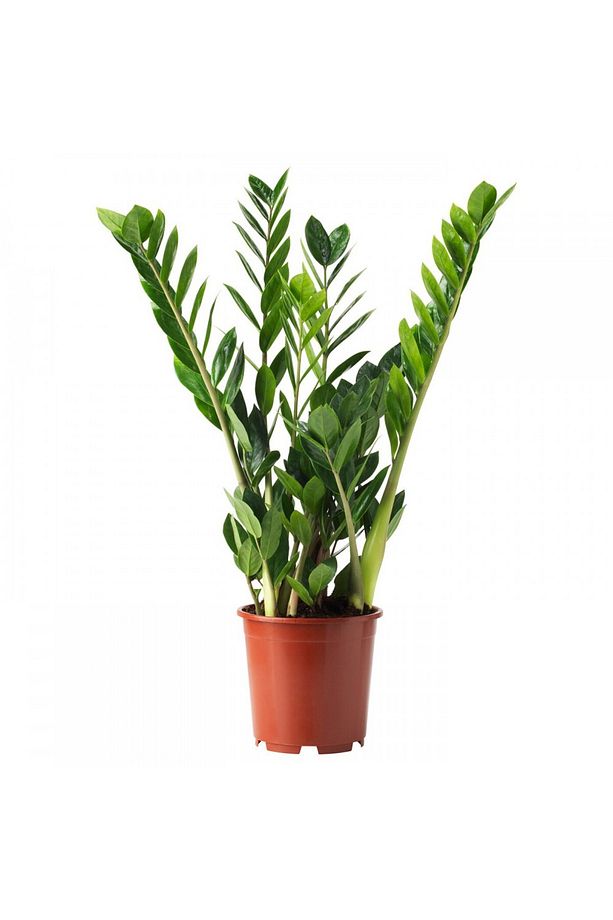 Zamia Bitkisi / Zeze Çiçeği 3 Adet Hediyelik - 1