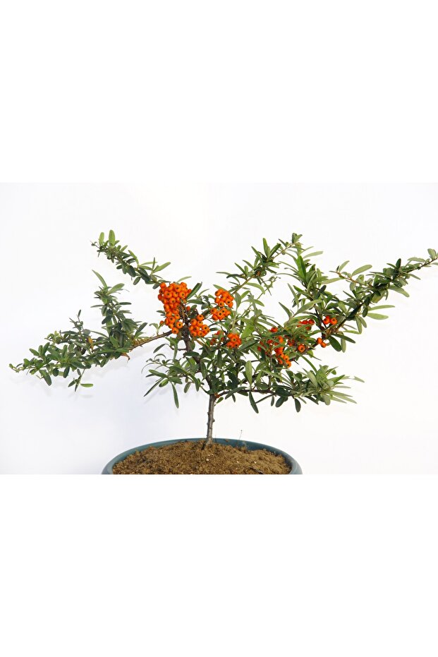 Bonsai Ateş Dikeni - 3