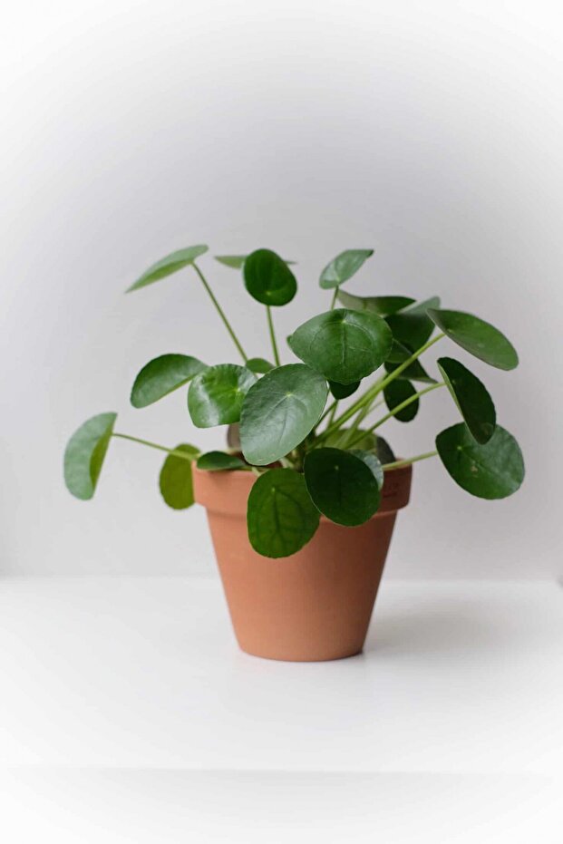 Pilea Çiçeği 3 Adet - Çin Para Bitkisi - 6
