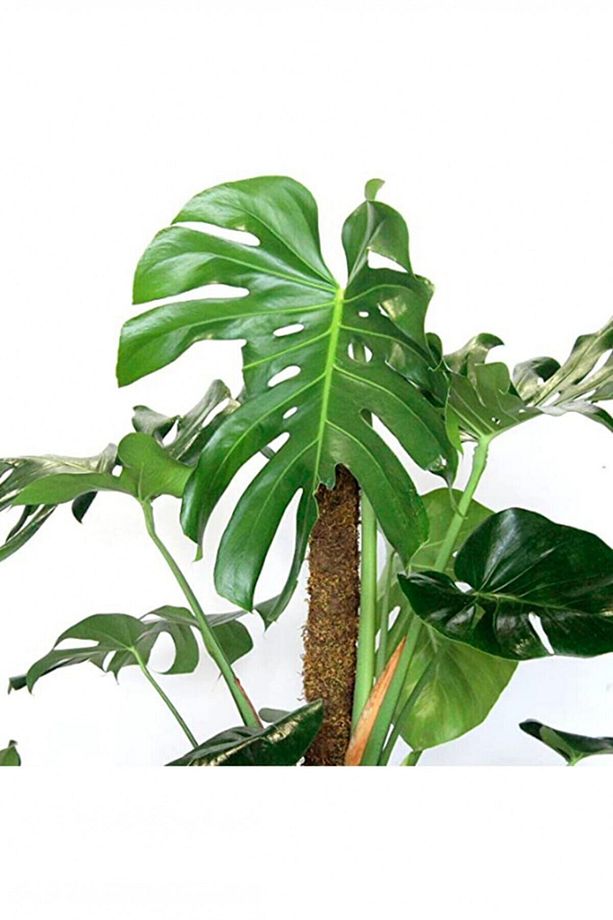 Monstera Yosun Gövdeli 2 Adet Deve Tabanı 80-100 Cm - 4