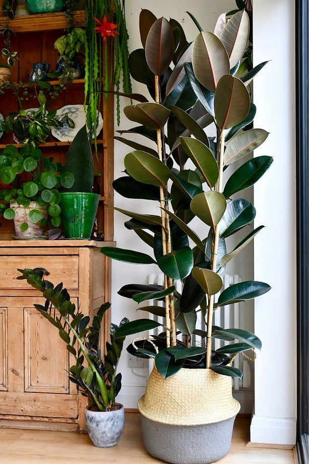 Kauçuk Bitkisi Ficus Elastica - 5