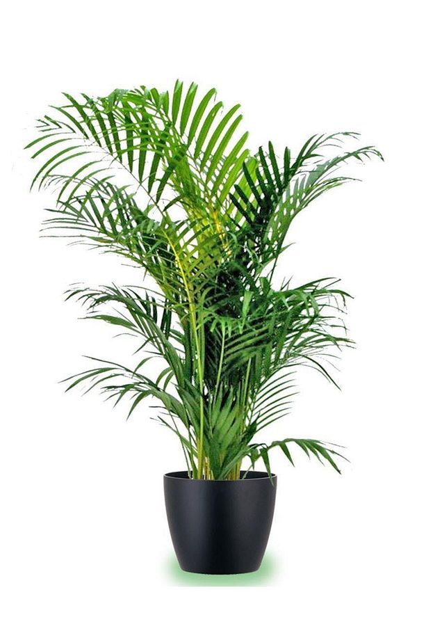 Areka Palmiyesi 170-180 Cm 2 Adet - Hediyelik Salon Ofis Bitkisi - 3