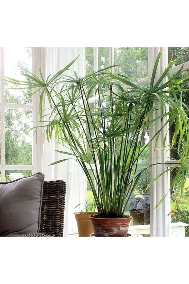 Japon Şemsiyesi – Cyperus Alternifolius - 1