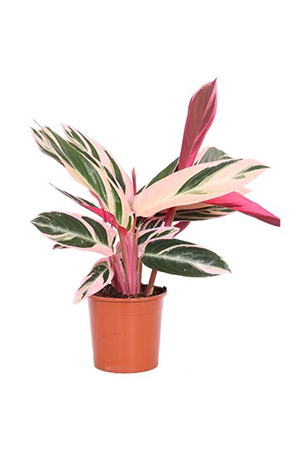 Üç Renkli Kaletya (calathea Triostar) - 3