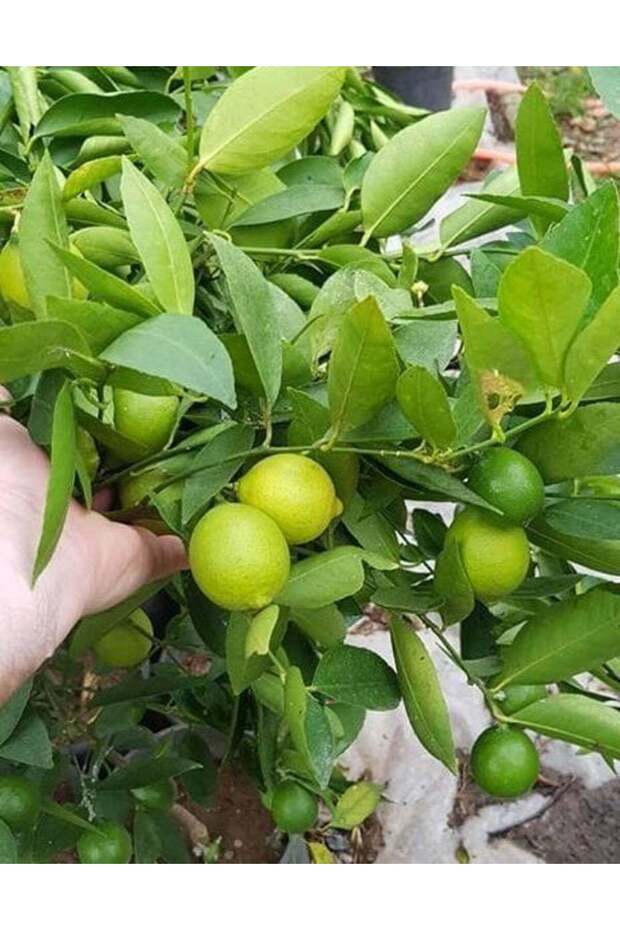Lime Misket Limon Fidanı 3 Adet - Limequat - 6