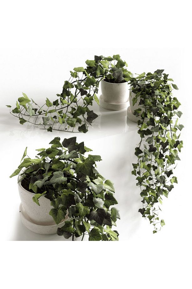 Mini Hedera Salon Sarmaşığı- (HEDERA HELİX GREEN) 3 Adet Saksıda - 3