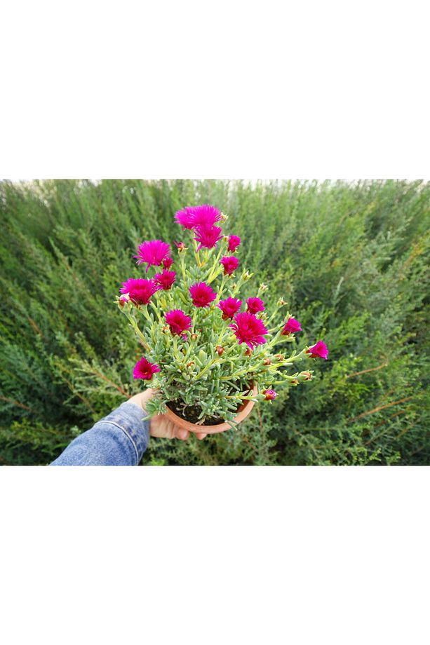 İzmir Güzeli 5 Adet - Pembe Çiçekli Ve Çok Yıllık Bitki (SAKSIDA) - 6