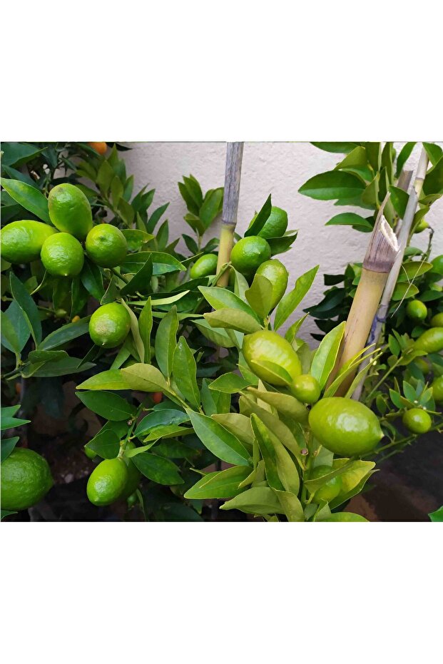 Lime Misket Limon Fidanı 5 Adet - Limequat - 2