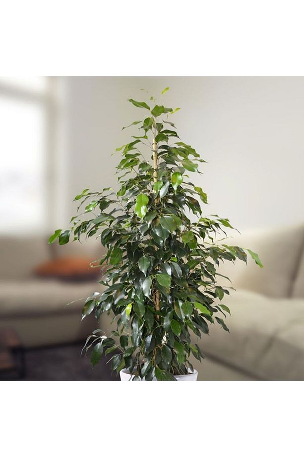 Benjamin - Ficus Benjamina 60-80 Cm - 2