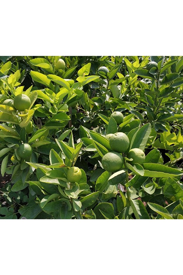 Lime Misket Limon Fidanı 5 Adet - Limequat - 3