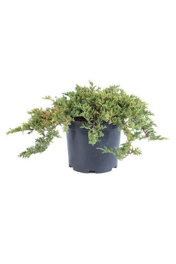 Yayılıcı Ardıç Fidanı - Yer Örtücü Süs Bitkisi - 2