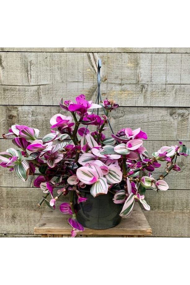 Pembe Telgraf Çiçeği – Nanouk Telgraf Çiçeği - 1