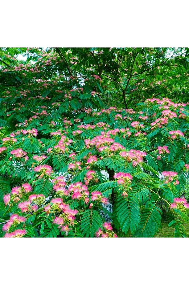 GÜLİBRİŞİM FİDANI 5 ADET - İPEK AĞACI (Albizia Julibrissin) - 5