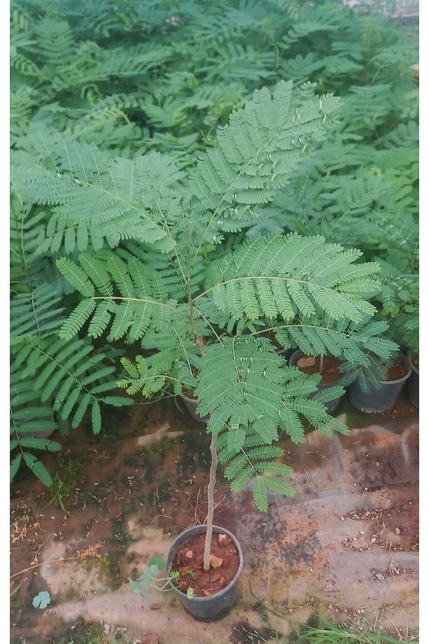 GÜLİBRİŞİM FİDANI 5 ADET - İPEK AĞACI (Albizia Julibrissin) - 7