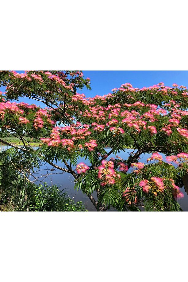 GÜLİBRİŞİM FİDANI 5 ADET - İPEK AĞACI (Albizia Julibrissin) - 1