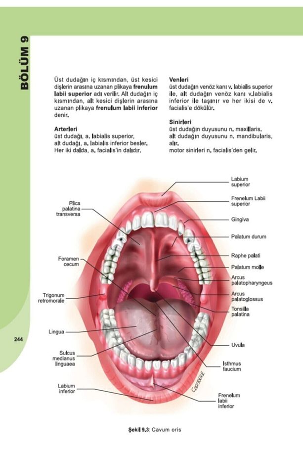 İnsan Anatomisi ve Fizyolojisine Giriş - 8