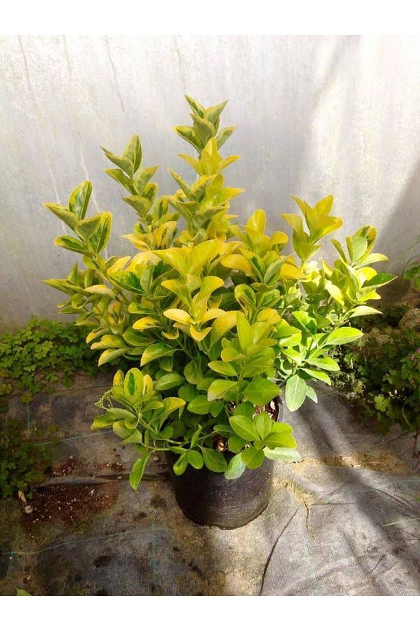 Gold Taflan 3 Adet - Büyük Boy 40 - 50 Cm - 3