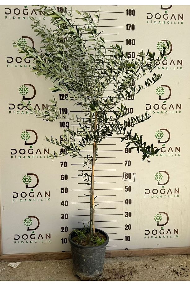 Arbequina Ispanya Zeytini Ağacı Saksılı 4-5 Yaşında - 6