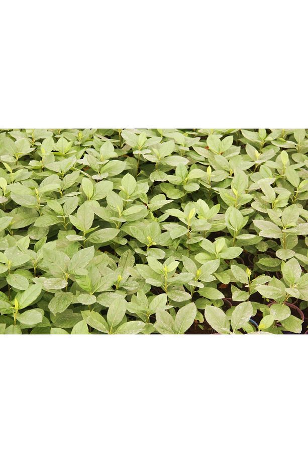 Aronya Fidesi 10 Adet - 7