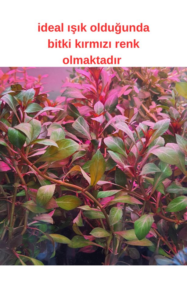 Ludwigia Diamond( Gül) Akvaryum Bitkisi, Canlı Bitki 5 Dal - 2
