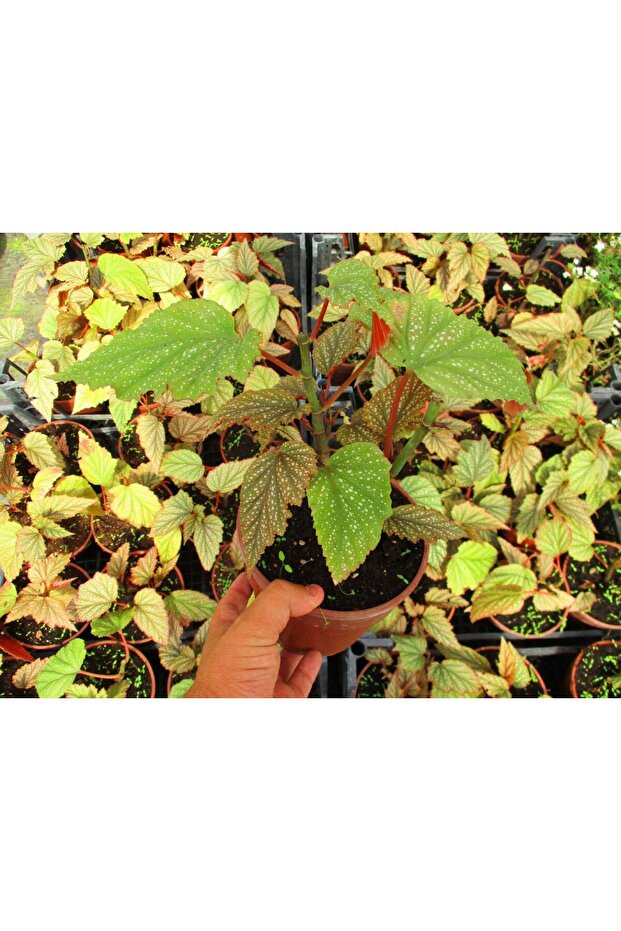 ÇİLLİ BEGONYA ÇİÇEĞİ - 5