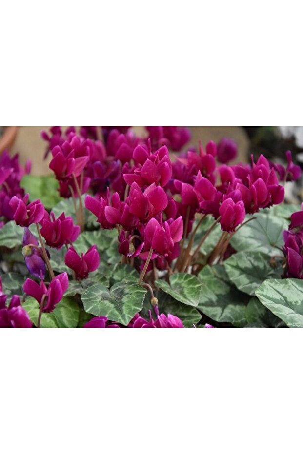 MOR SİKLAMEN ÇİÇEĞİ - 4