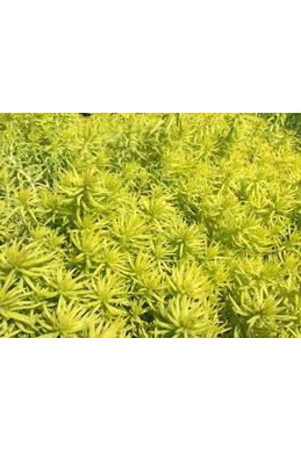 Sarı Sedum 45 Adet - Yer Örtücü Çok Yıllık Bitki - 5